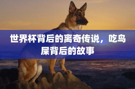 世界杯背后的离奇传说，吃鸟屎背后的故事漯河市盈旭机械设备有限公司