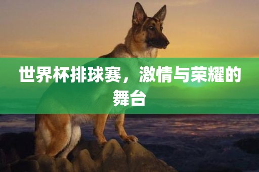 世界杯排球赛，激情与荣耀的舞台