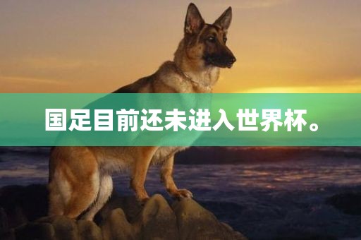 国足目前还未进入世界杯。
